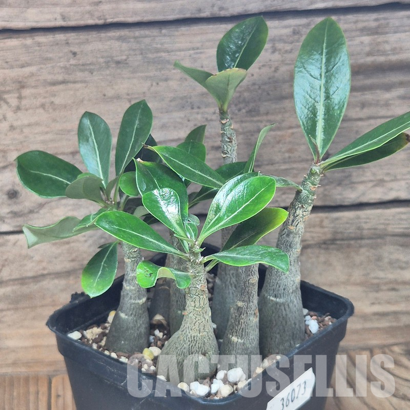 VVG36073 Adenium obesum hybrid mix 7 plants seedling