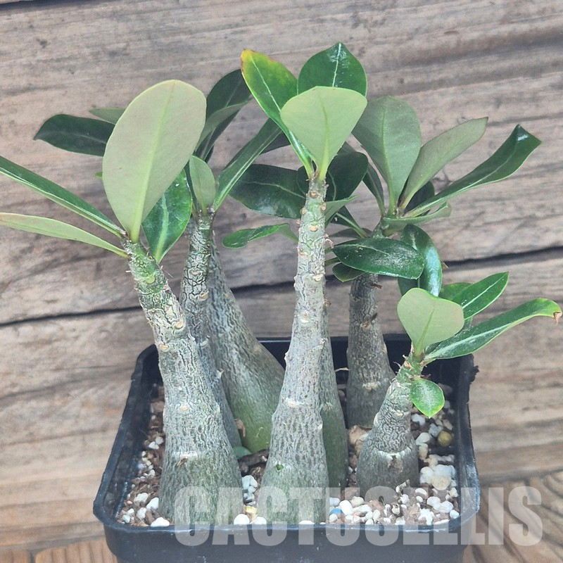 VVG36073 Adenium obesum hybrid mix 7 plants seedling - Image 2