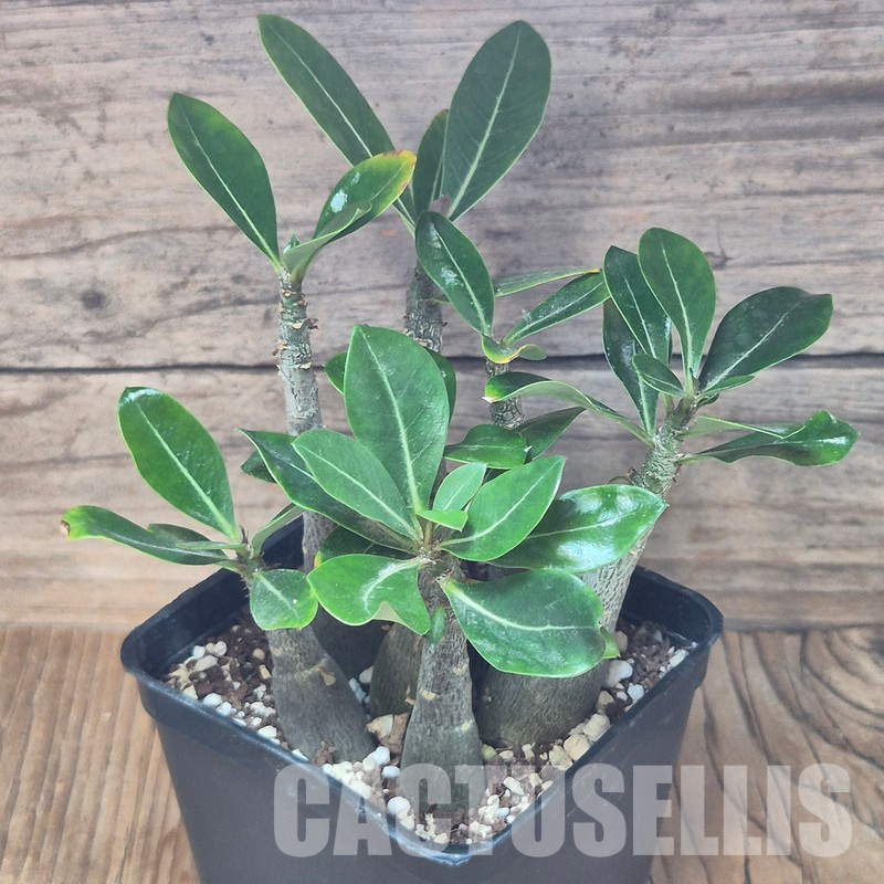 VVG36073 Adenium obesum hybrid mix 7 plants seedling - Image 3