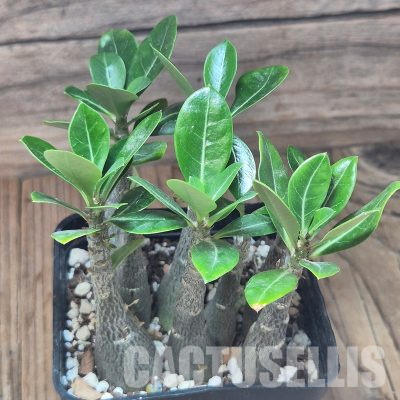 VVG36074 Adenium obesum hybrid mix 8 plants seedling
