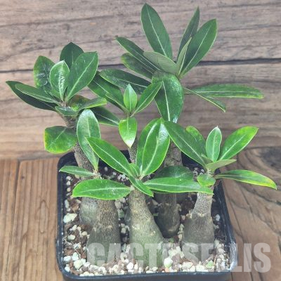 VVG36075 Adenium obesum hybrid mix 7 plants seedling