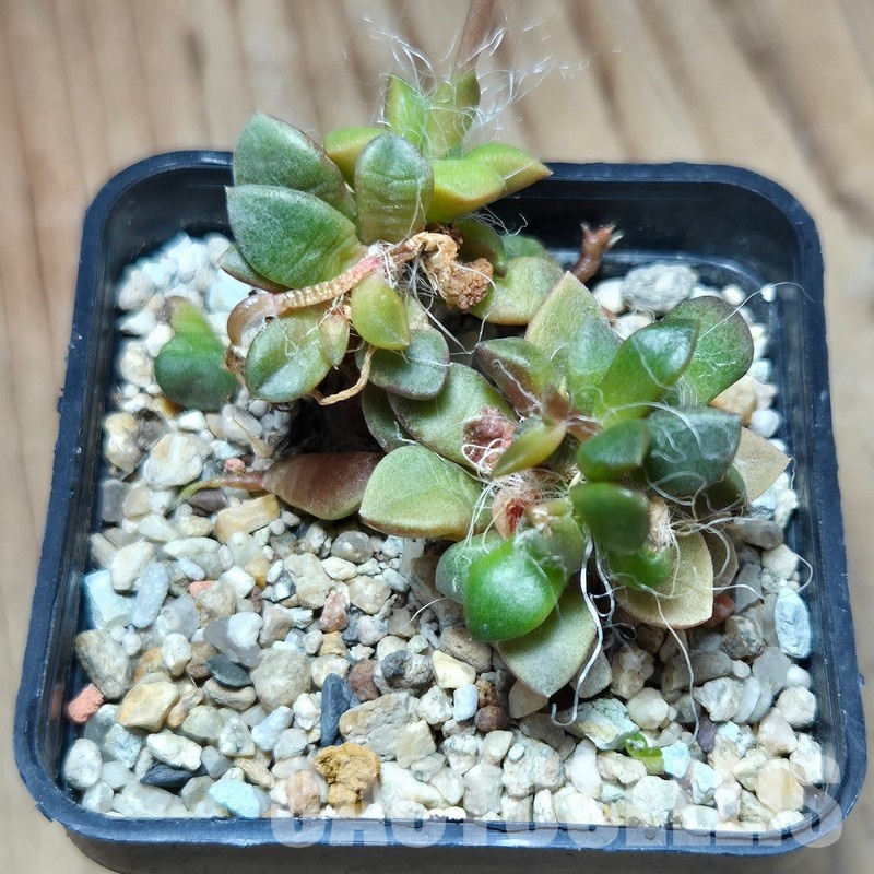 VVG36317 Anacampseros retusa -Steinkopf- 2 plants - Image 2