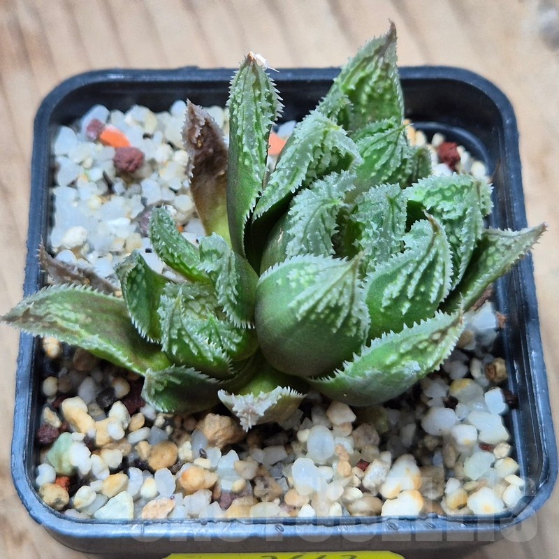 VVG3643 Haworthia 'Gorbi' hybrid F2 - Image 2