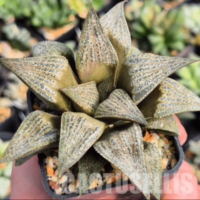 VVG3645 Haworthia magnifica v.splendens -Dekriet Road-