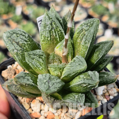 VVG3657 Haworthia VVG30 x 'Yulia'