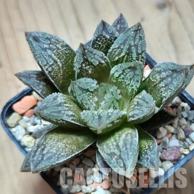 VVG3660 Haworthia VVG30 x 'Yulia'