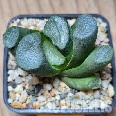 VVG609 Haworthia maughanii -Japan- seedling