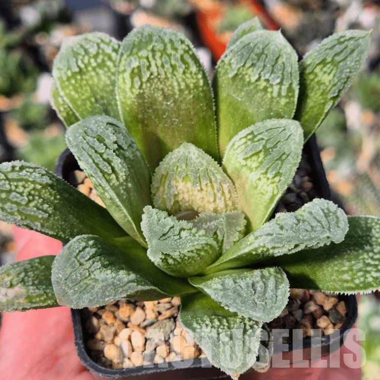 VVG8336 Haworthia VVG30 x VVG31 - Image 2
