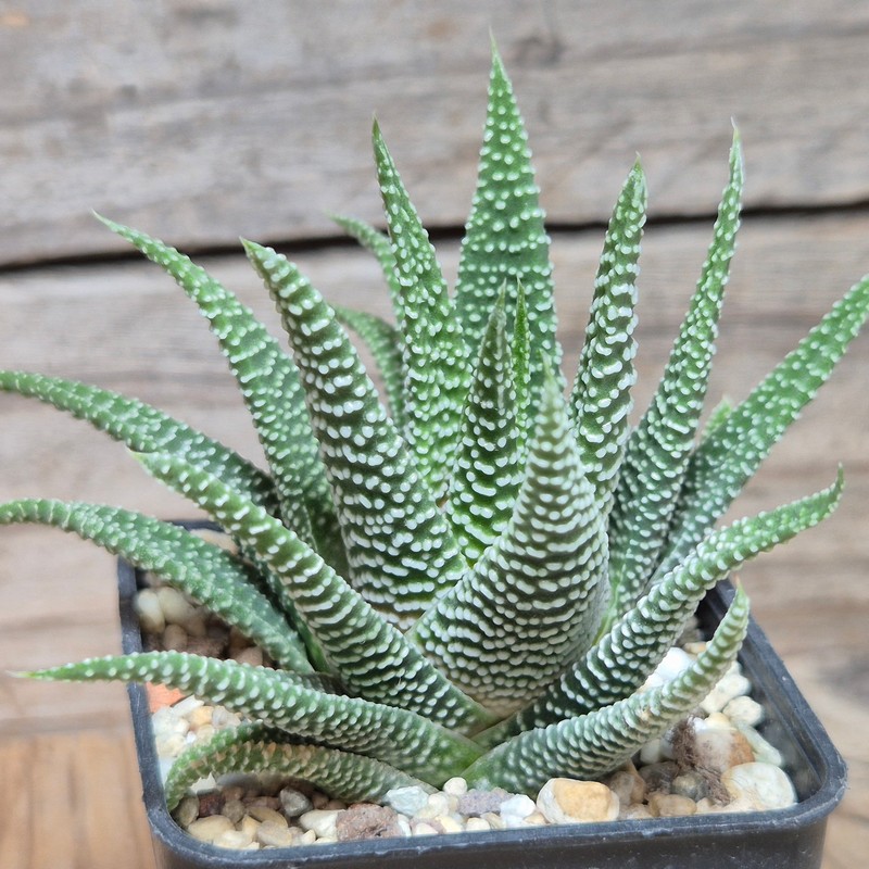 VVG9784 Haworthia minima -Bredasdorp-