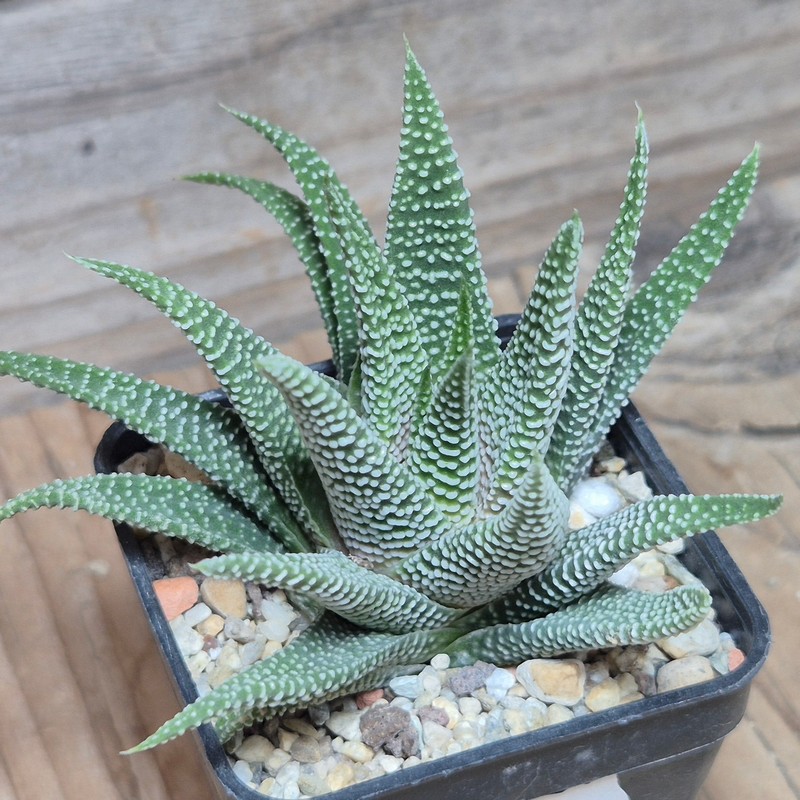 VVG9784 Haworthia minima -Bredasdorp- - Image 2
