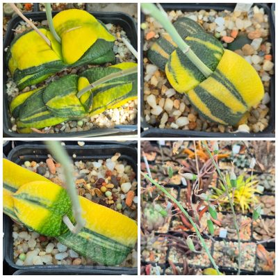 VVGLOT971 10 SEEDS/10 СЕМЕНА Gasteria armstrongii f.variegata 2025