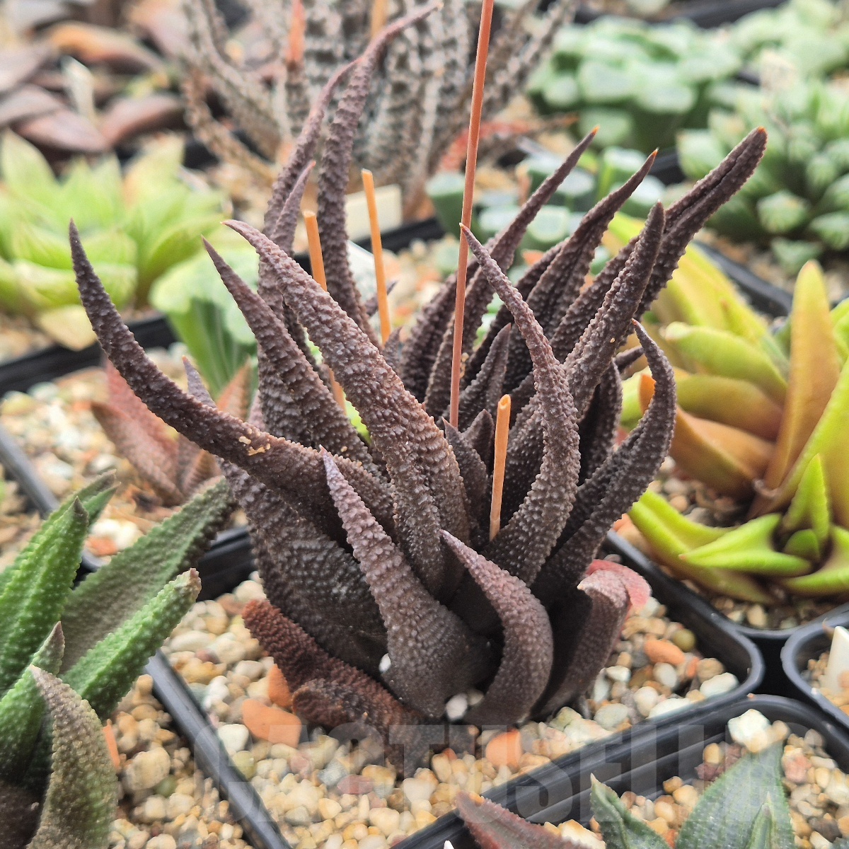 VVGLOT973 10 SEEDS Haworthia scabra 2025 - Image 2