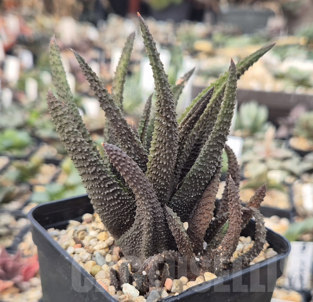 VVGLOT973 10 SEEDS Haworthia scabra 2025