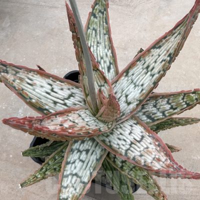 LOT872 10SEEDS Aloe EN30 harvest 2024