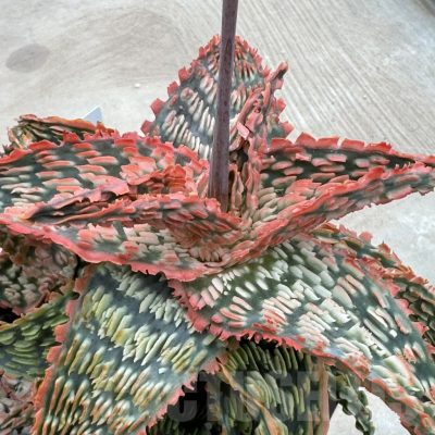 LOT869 10SEEDS Aloe EN33  harvest 2024