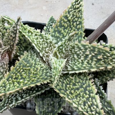 LOT874 10SEEDS Aloe EN41 harvest 2025