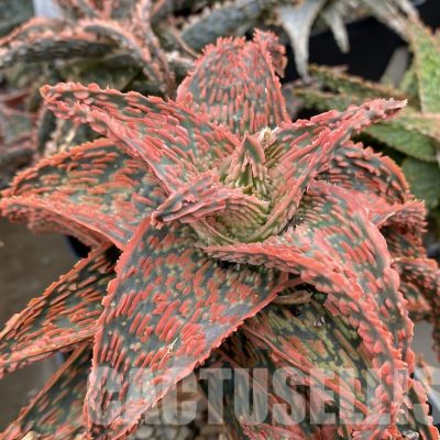 LOT948 10SEEDS/10 СЕМЕНА Aloe EN45 harvest 2026