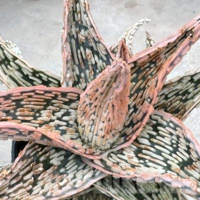 LOT870 10SEEDS Aloe EN61 harvest 2024
