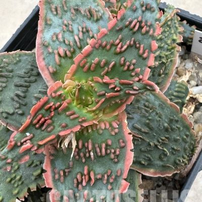 LOT922 20SEEDS Aloe EN65  harvest 2025