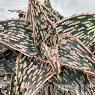 LOT924 20SEEDS Aloe EN72  harvest 2025