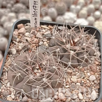 LOT1113 20 seeds/20 СЕМЕНА  Gymnocalycium glaucum VOS 1741