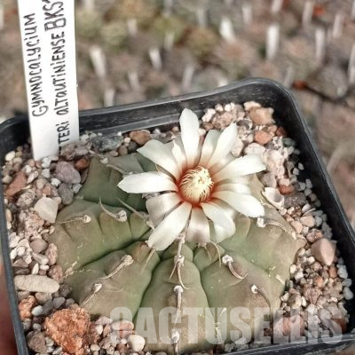 LOT1137 20 seeds/20 СЕМЕНА  Gymnocalycium vatteri altautiniense BKS172