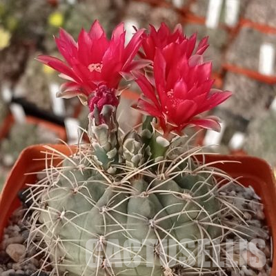 LOT1148 20 seeds/20 СЕМЕНА  Gymnocalycium baldianum sanguiniflorum VG184