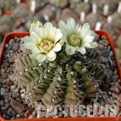 LOT1105 20 seeds/20 СЕМЕНА  Gymnocalycium stellatum P13a