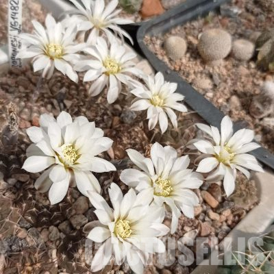 LOT1103 20 seeds/20 СЕМЕНА  Gymnocalycium ragonesii VG1482