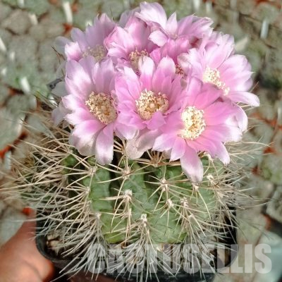 LOT1114 20 seeds/20 СЕМЕНА  Gymnocalycium neuhuberi GN 77/186