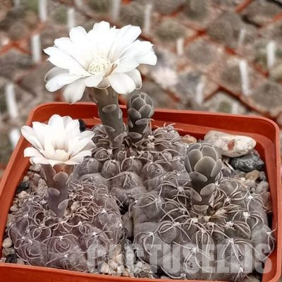 LOT1147 20 seeds/20 СЕМЕНА  Gymnocalycium aff. intertextum VG312