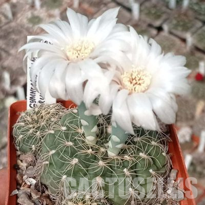 LOT1110 20 seeds/20 СЕМЕНА  Gymnocalycium calachlorum VG978