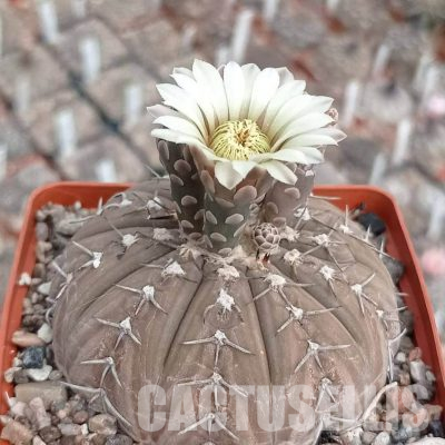 LOT1146 20 seeds/20 СЕМЕНА  Gymnocalycium bodenbenderianum v paucispinum (MG 490.2)