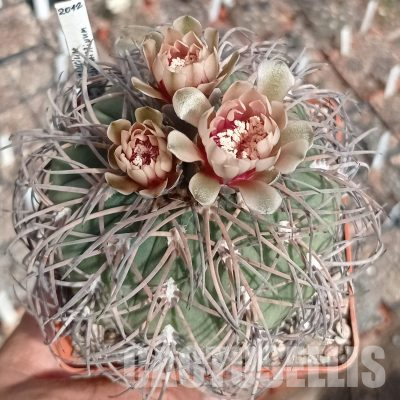 LOT1133 20 seeds/20 СЕМЕНА  Gymnocalycium spegazzini