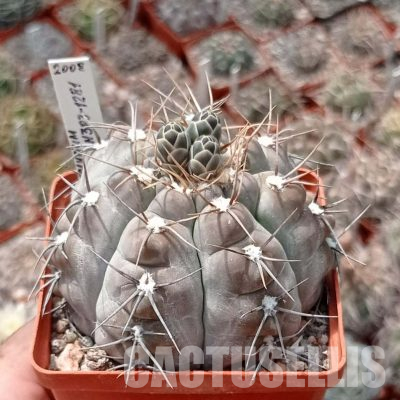 LOT1097 20 seeds/20 СЕМЕНА  Gymnocalycium gaponii ssp. occidentale GN 383/1281, El Portero