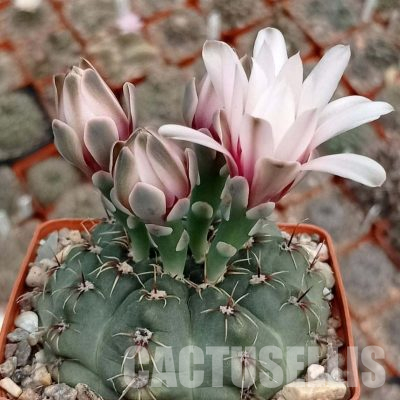 LOT1149 20 seeds/20 СЕМЕНА  Gymnocalycium morroense VG711