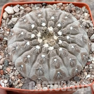 LOT1115 20 seeds/20 СЕМЕНА  Gymnocalycium basiatrum P216