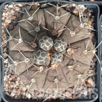 LOT1118 20 seeds/20 СЕМЕНА  Gymnocalycium bodenbenderianum v. paucispinum VoS 0812a