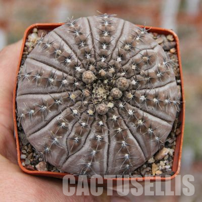 LOT1104 20 seeds/20 СЕМЕНА  Gymnocalycium occultum JS 196
