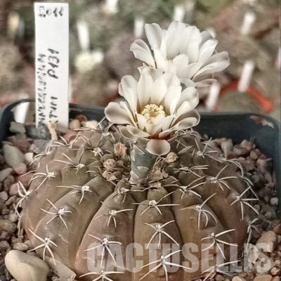 LOT1144 20 seeds/20 СЕМЕНА  Gymnocalycium occultum P131