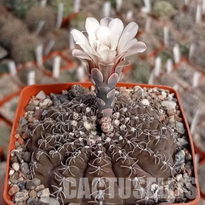 LOT1098 20 seeds/20 СЕМЕНА  Gymnocalycium stellatum v. kleinianum (MG)