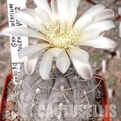 LOT1099 20 seeds/20 СЕМЕНА  Gymnocalycium borthii ssp. nogolense VG412