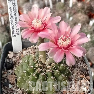 LOT1140 20 seeds/20 СЕМЕНА  Gymnocalycium baldianum VG 067