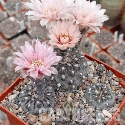 LOT1106 20 seeds/20 СЕМЕНА  Gymnocalycium nataliae TOM 402