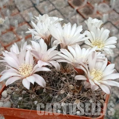 LOT1116 20 seeds/20 СЕМЕНА  Gymnocalycium gaponii ssp. occidentale VG 309-2.5