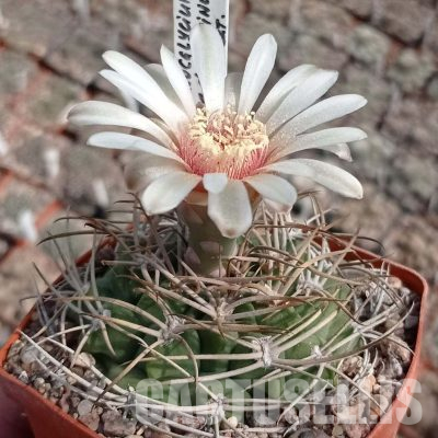 LOT1107 20 seeds/20 СЕМЕНА  Gymnocalycium nigriareolatum v densispinum VG072