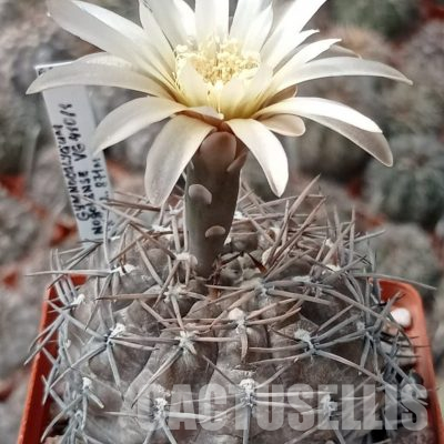 LOT1102 20 seeds/20 СЕМЕНА  Gymnocalycium borthii ssp. nogolense VG 410/1 (darker spines)