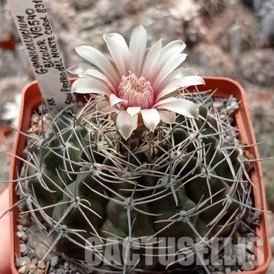 LOT1134 20 seeds/20 СЕМЕНА  Gymnocalycium bicolor VG540