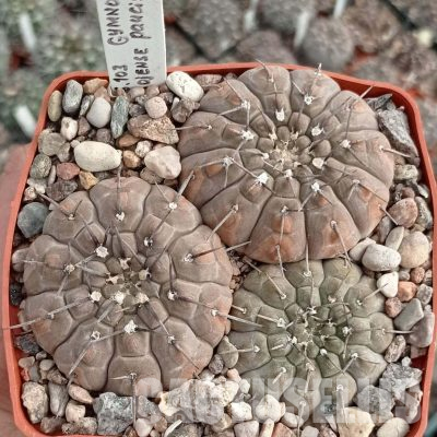 LOT1141 20 seeds/20 СЕМЕНА  Gymnocalycium bodenbenderianum ssp. paucispinum VG - 347a.