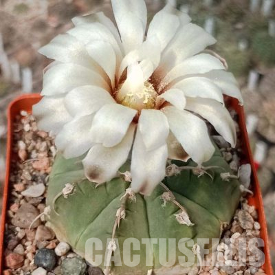 LOT1095 20 seeds/20 СЕМЕНА  Gymnocalycium vatteri VG 297
